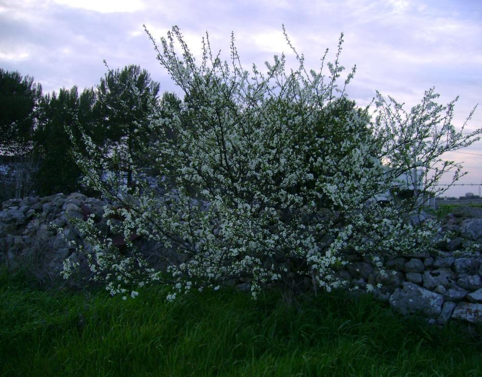 Masseria Cassiere Mottola Exterior foto